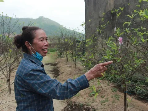 Làng đào Hà Tĩnh “nín thở” chờ vào vụ Tết