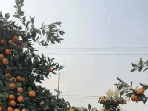 "Con mã" oách nhất Tết 2026: Cảnh tượng khiến 2 triệu người không tin, may mà có camera ghi lại