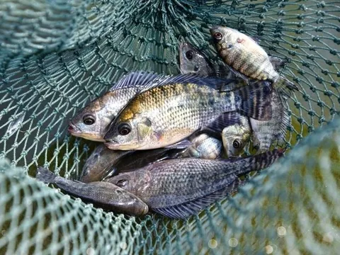 Bán cá rô phi số 1 Việt Nam, doanh nghiệp báo lãi 1.000 tỷ, gấp 21 lần năm trước