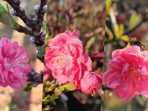 Đào thất thốn đắt đỏ nở sớm, người trồng như 'ngồi trên lửa'