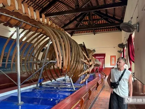 Choáng ngợp trước bộ xương cá voi 22m lớn nhất Đông Nam Á