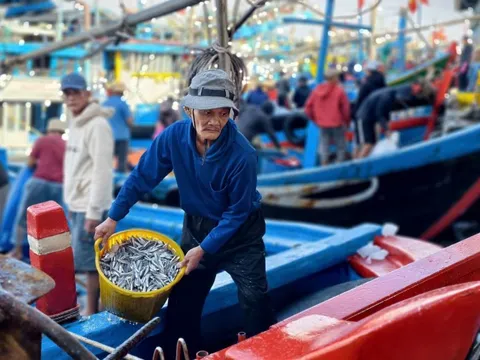 Quảng Ngãi: Nhộn nhịp mùa cá cơm, ngư dân "hái lộc" chục triệu mỗi đêm