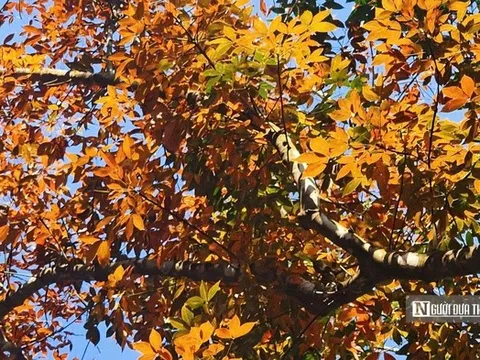 Ngắm bức tranh thiên nhiên đầy chất điện ảnh của rừng cao su mùa thay lá