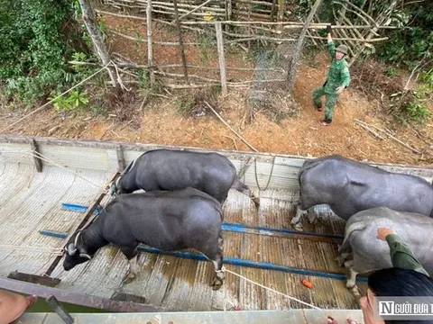 Niềm vui đầu năm của "vua trâu" sông Bồ