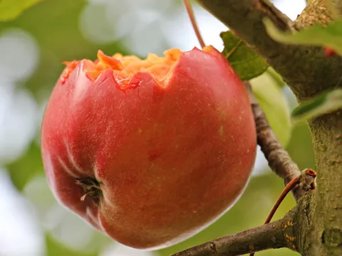 Cảnh báo y tế: Virus Nipah có thể lây qua thực phẩm, cần gọt vỏ trái cây trước khi ăn