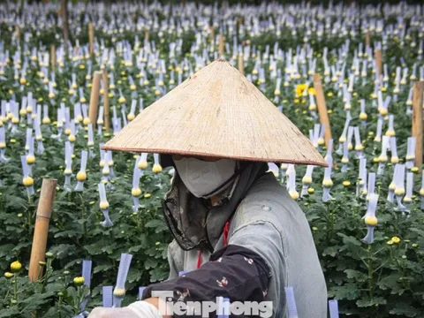 Thủ phủ hoa lớn nhất Hà Nội hối hả vào vụ Tết