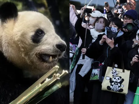 Hàng dài người dân Nhật Bản xúc động xếp hàng chia tay cặp gấu trúc sinh đôi quay trở về Trung Quốc, sở thú có thể thiệt hại tới 3.400 tỷ đồng/năm