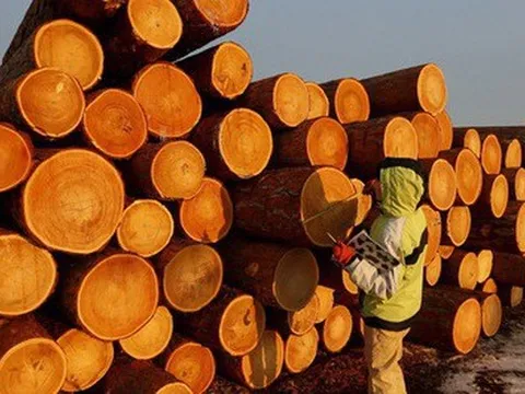 Mỹ chi hơn 9 tỷ USD săn 'cây kim tiền' của Việt Nam: Nhật Bản, Trung Quốc cực ưa chuộng, nước ta là ông trùm đứng thứ 5 thế giới