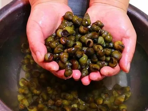 "3 nên 2 không" khi chọn ốc ngon không lo ngậm hóa chất