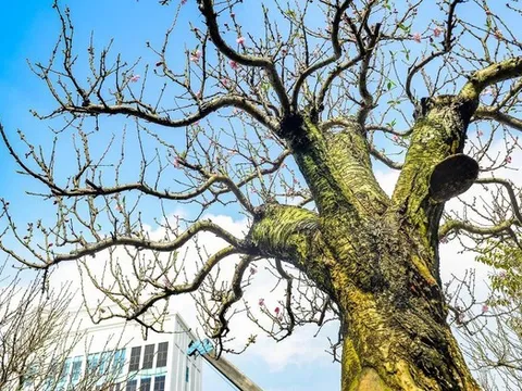 Đào cổ thụ xuống phố, giá thuê hàng chục triệu đồng mỗi gốc