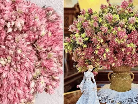 Loài hoa tên nghe bẽn lẽn như gái đôi mươi, nở rộ thành tuyệt phẩm, bền đẹp suốt cả tháng