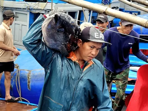 Cá ngừ đại dương trúng mùa, ngư dân Đắk Lắk thu lãi trước Tết