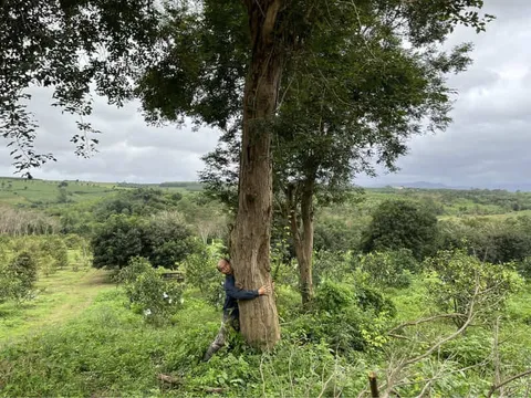 Loại gỗ quý được ví "đắt hơn vàng": Số cá thể ngoài tự nhiên ở Việt Nam chỉ còn đếm trên đầu ngón tay