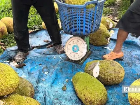 Cận Tết 2026, mít ruột đỏ “neo” giá cao