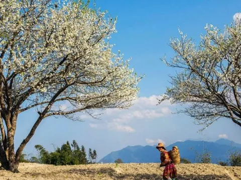 Mê mẩn hoa mận trắng xóa vùng sơn cước