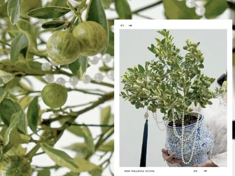 Trang trí nhà đón Tết: Loại quất kén người chơi nhưng khi đã hợp thì sang khỏi phải bàn