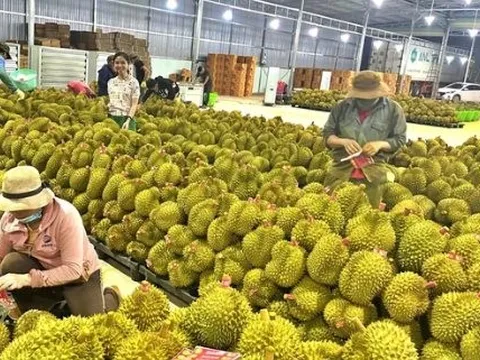 Sầu riêng Thái Lan đón tin không vui