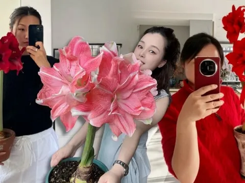 Tết này đừng chỉ chơi đào quất: Thử ngay loài hoa "hệ lười" không cần tưới vẫn nở rực rỡ, tên gọi nghe thôi đã thấy tiền tài tới tấp!