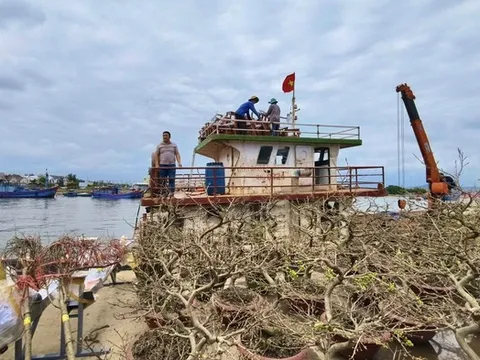 Tàu thuyền hối hả "chở Tết" ra đảo Lý Sơn