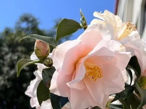 Loài hoa đẹp dịu như thiếu nữ giữa sắc xuân, chưng Tết một chậu là thấy nhà sáng bừng, sang kinh khủng