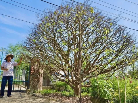 Ngắm cây mai vàng 70 năm tuổi ở Quảng Ngãi rao bán 3,5 tỷ đồng