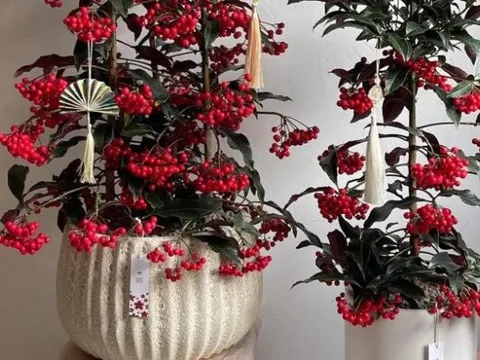 Tết Bính Ngọ bày 5 cây này trong nhà, tài lộc gõ cửa, cầu đâu trúng đó