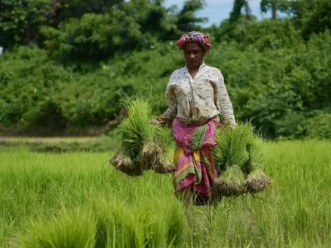 Mỹ hạ thuế xuống 18% đối với ông trùm xuất khẩu gạo của thế giới - gạo Trung Quốc, Pakistan gặp áp lực