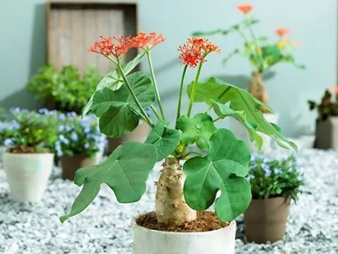 4 loại cây tránh đặt trong nhà vào năm Bính Ngọ