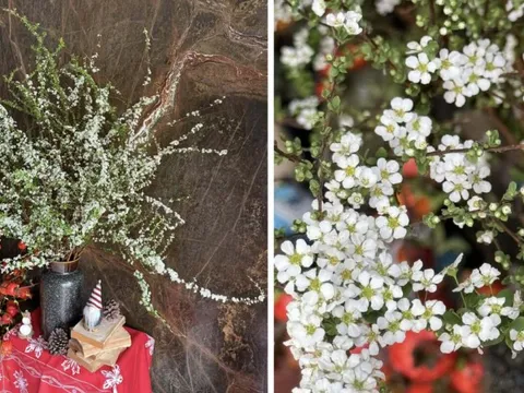 Bí quyết chăm sóc tuyết mai ra hoa đúng Tết Nguyên đán