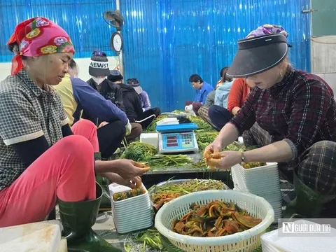 Đặc sản xứ Nghệ vào vụ lớn nhất năm