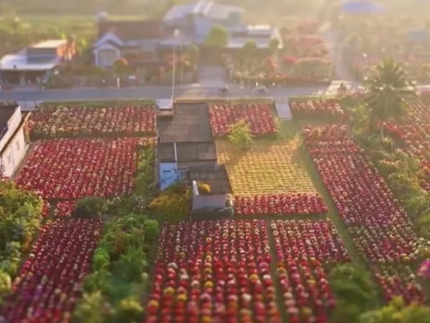 Choáng ngợp trước "nhà máy" hoa Tết rộng bằng 1.400 sân bóng đá tại miền Tây