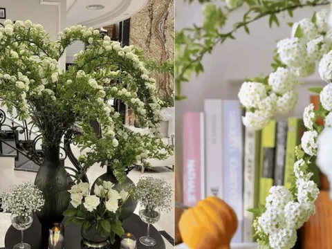 Dân sành chơi mê tít loài hoa nở rộ như thác nước mùa xuân, vừa đẹp tinh khôi vừa được tin là mang may mắn