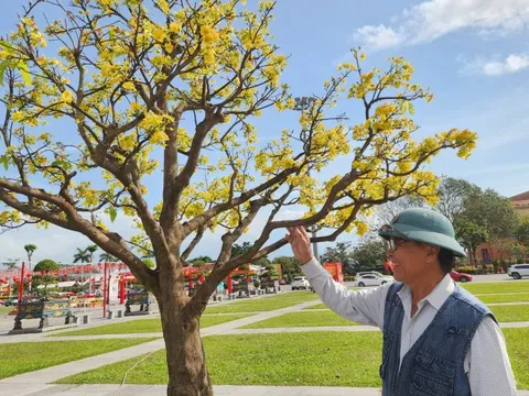Cận cảnh những "cụ" mai nở rực rỡ giữa Quảng trường Hồ Chí Minh