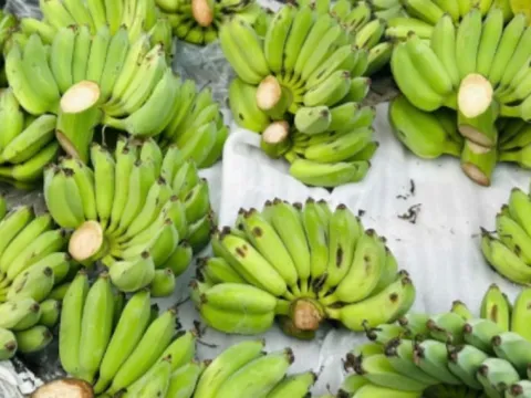 'Cháy hàng' chuối xanh lộc tài 700.000/nải