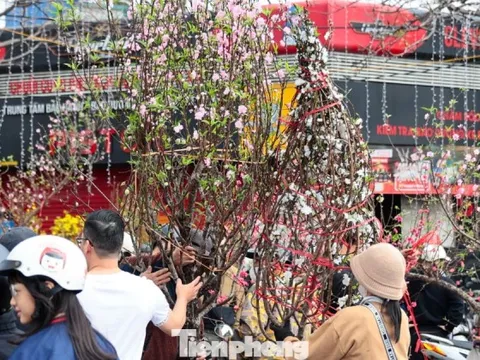 Đào, quất giảm giá sập sàn ngày 29 Tết