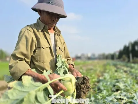 Rau củ được mùa, vì sao nông dân lại mất Tết?