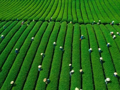 Mê mẩn đồi chè Mộc Châu mùa xuân