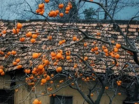 3 loại cây trồng năm Bính Ngọ mang lộc vào nhà, là thuốc dùng quanh năm