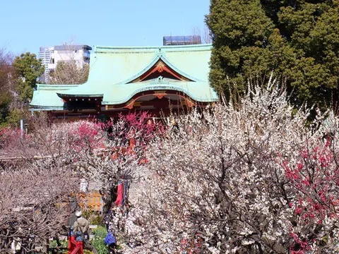 Những điểm ngắm hoa mơ lãng mạn nhất Tokyo vào mùa Xuân
