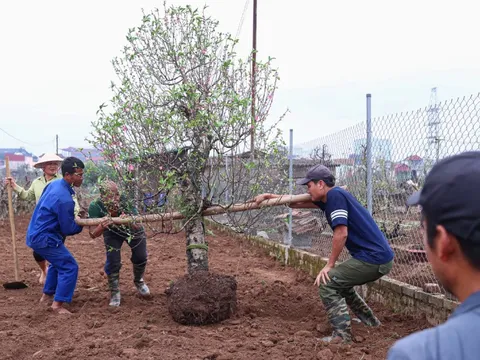 Chủ vườn Nhật Tân tất bật ‘hồi sinh’ đào sau Tết, giữ dáng cho mùa sau