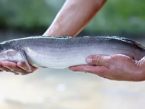 Anh nông dân biến cát trắng thành 'mỏ vàng' thu lãi 3 tỷ mỗi năm từ loài cá hiền lành ham ăn
