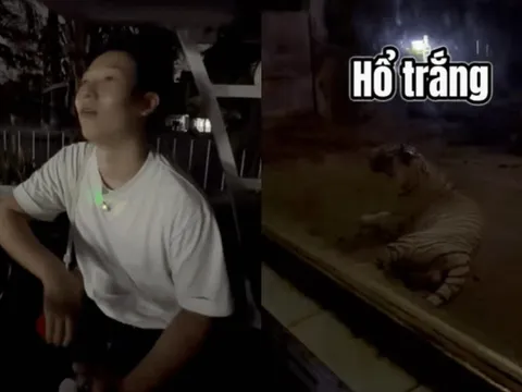 Khách Hàn ngã ngửa đi tour đêm mới biết dàn thú Thảo Cầm Viên cũng bị dí KPI