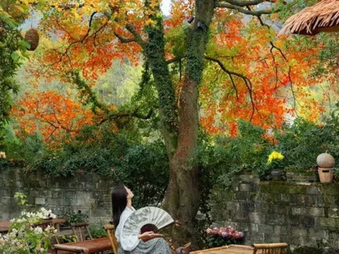 Dù giàu hay nghèo, trước khi trồng cây trong sân hãy nhớ 3 điều nên làm - 4 điều tuyệt đối tránh để khỏi “rước” rắc rối về nhà