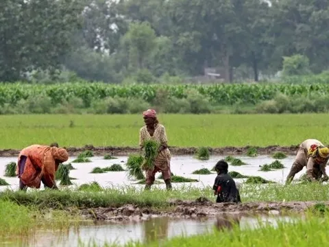 Xuất khẩu gạo của một ông lớn châu Á bất lao dốc hơn 40% vì Ấn Độ - có còn sức đối đầu Thái Lan, Việt Nam?