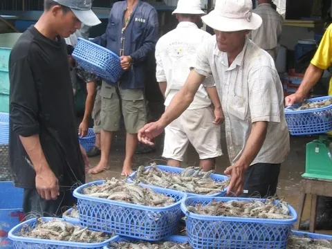 Tiềm ẩn rủi ro 'đứt gãy' thông tin truy xuất thủy sản