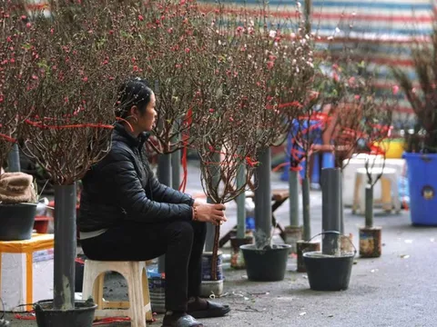 Đào, quất ế ẩm, tiểu thương đỏ mắt chờ "thượng đế"