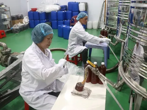 Người phụ nữ ở Tp.HCM kiếm 60 tỷ/năm nhờ con vật tí hon, nuôi bằng loại nguyên liệu rẻ bất ngờ