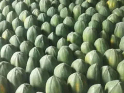 Loại quả "tốt nhất thế giới", ở Việt Nam hễ ra chợ là thấy