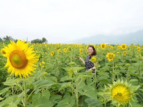 'Phát sốt' với cánh đồng hoa hướng dương rộng hơn 1,3 hecta ở Đà Nẵng
