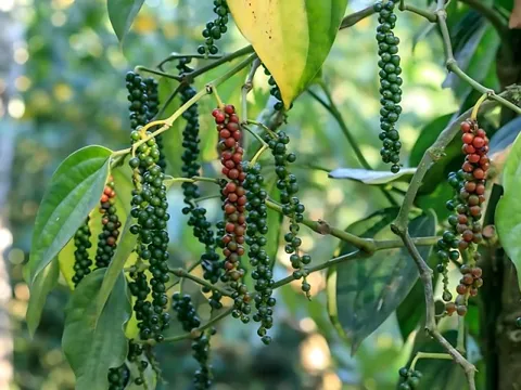 Nhờ loại hạt mệnh danh "vàng đen", hợp tác xã Gia Lai vừa tạo kỳ tích hiếm có